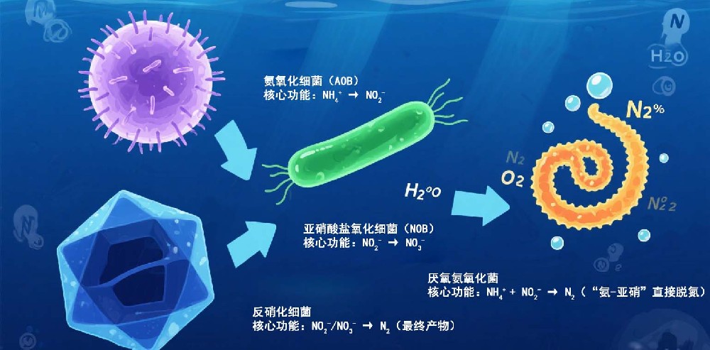 复合菌技术深度脱氮